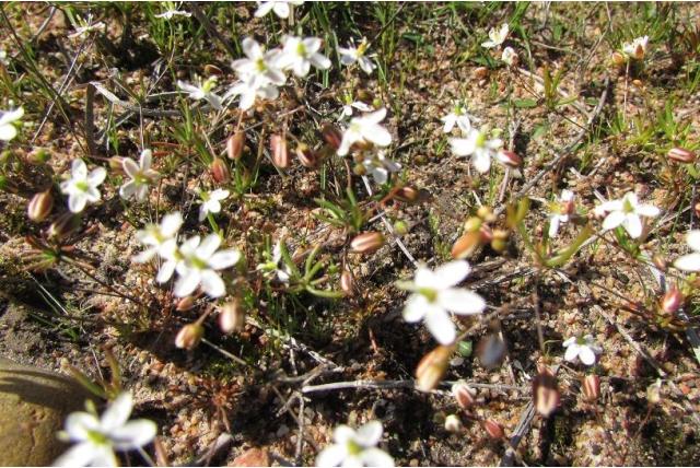 Gevorkte pharnaceum