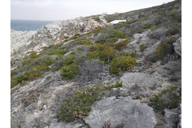Maritieme phylica