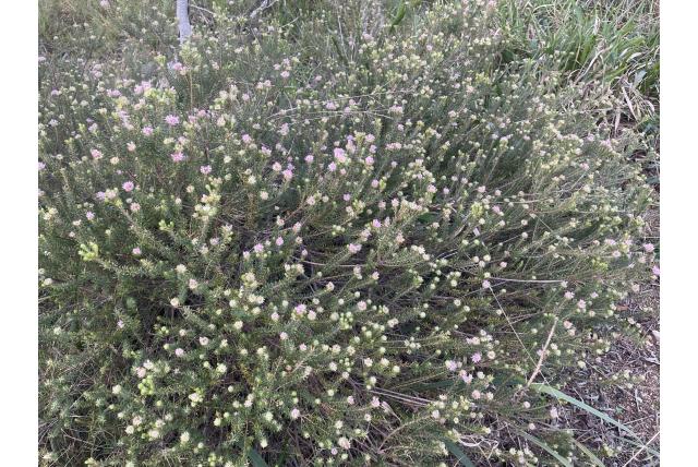 Gnidia-achtige phylica