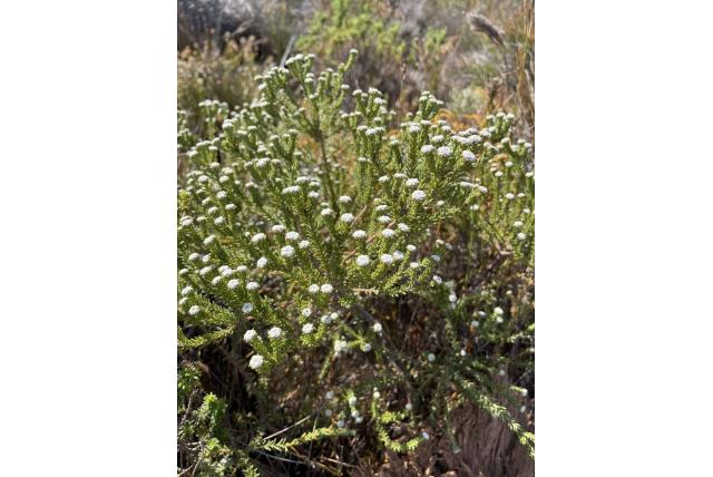 Baardloze phylica