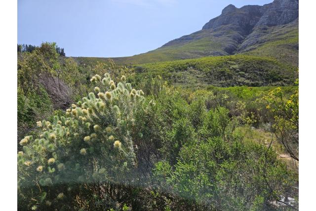 Donzige phylica