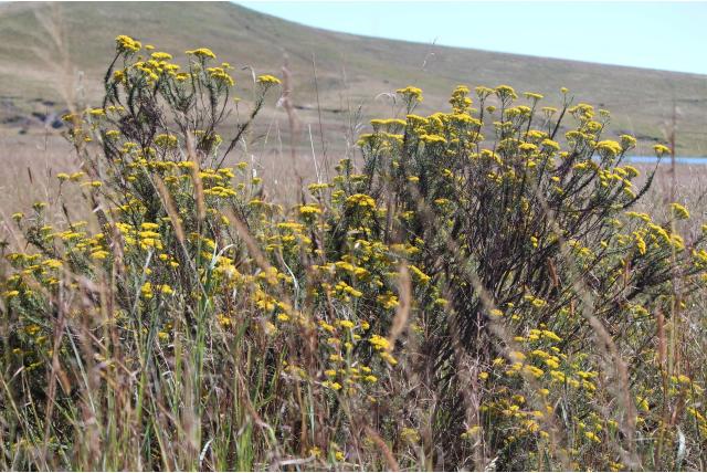 Scherpe phymaspermum