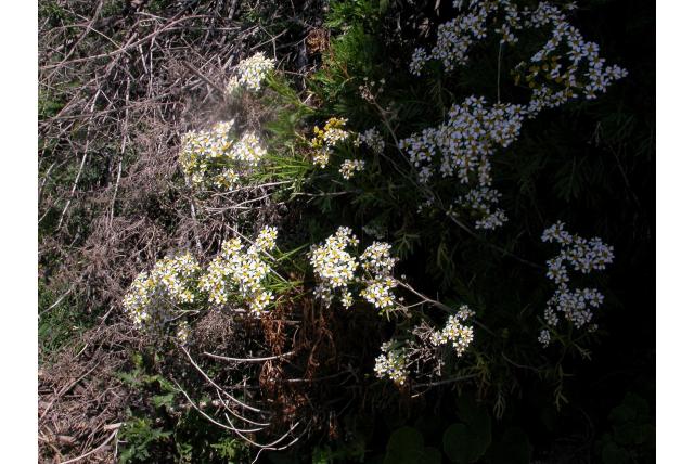 Venkelachtige gonospermum Venkelachtige gonospermum
