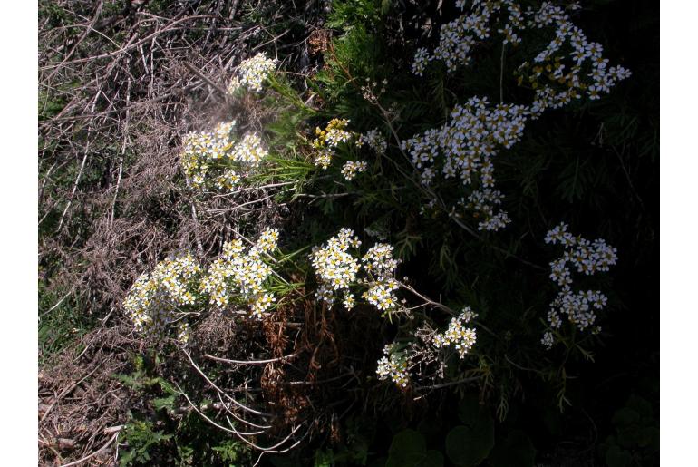 Gonospermum ferulaceum 4691