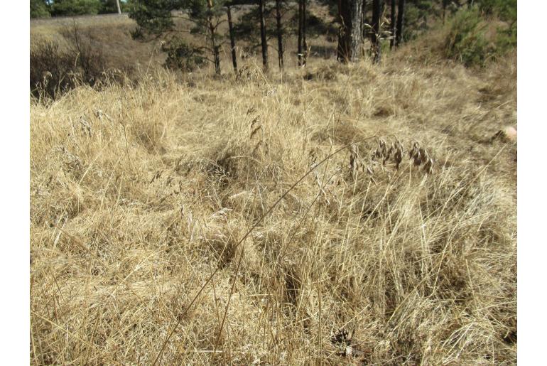 Poa pratensis 4695
