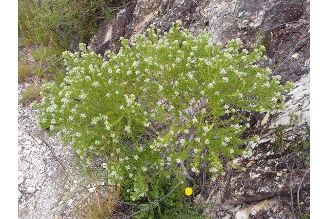 Pijnboom phylica