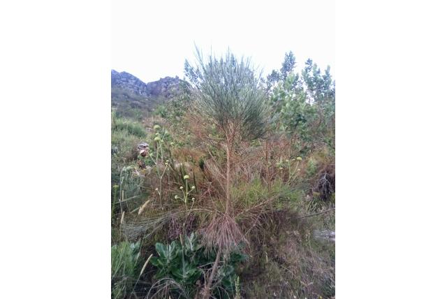 Bladloze psoralea