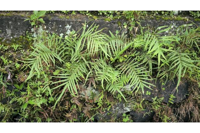 Gestreepte pteris
