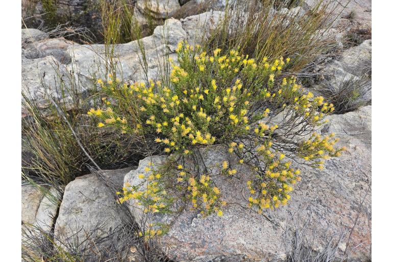 Pteronia camphorata -4746