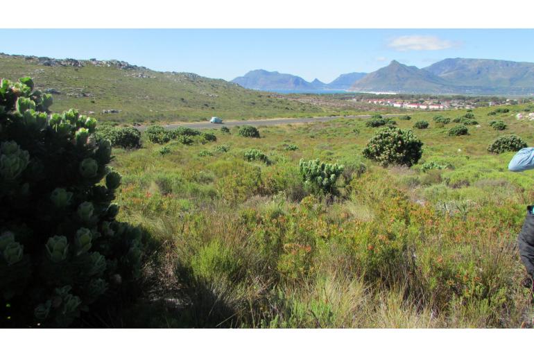 Protea scolymocephala -4756