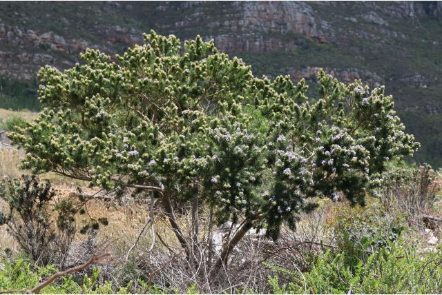 Fonteinbos