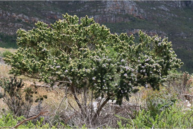 Psoralea pinnata -4763