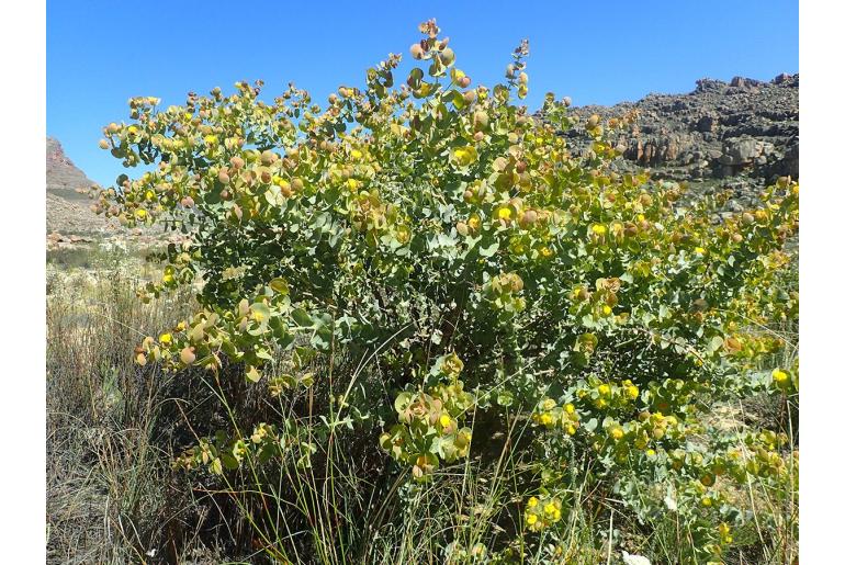 Rafnia amplexicaulis 4764