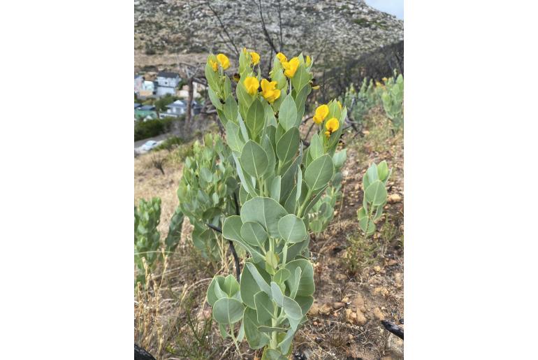Rafnia triflora 4766