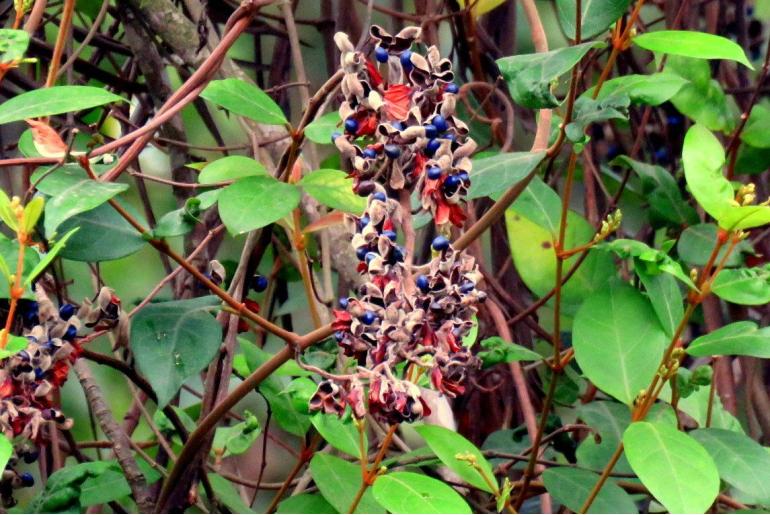 Rhynchosia hirta Rhynchosia hirta -4769