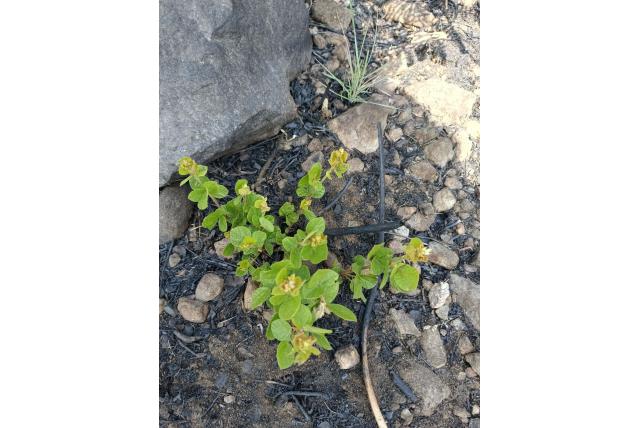 Penther's rhynchosia