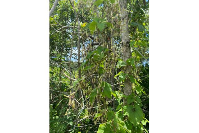 Riocreuxia met cilindrische vruchten