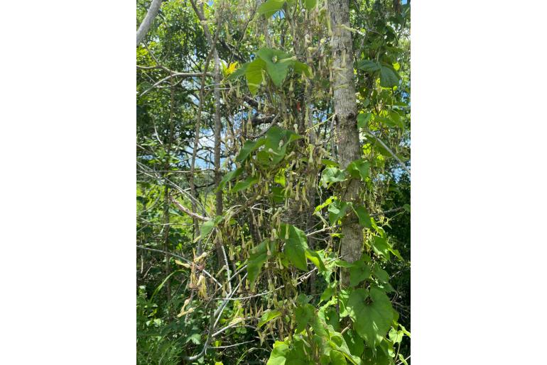 Riocreuxia torulosa&nbsp;4773