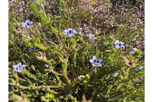 Roella met harig blad