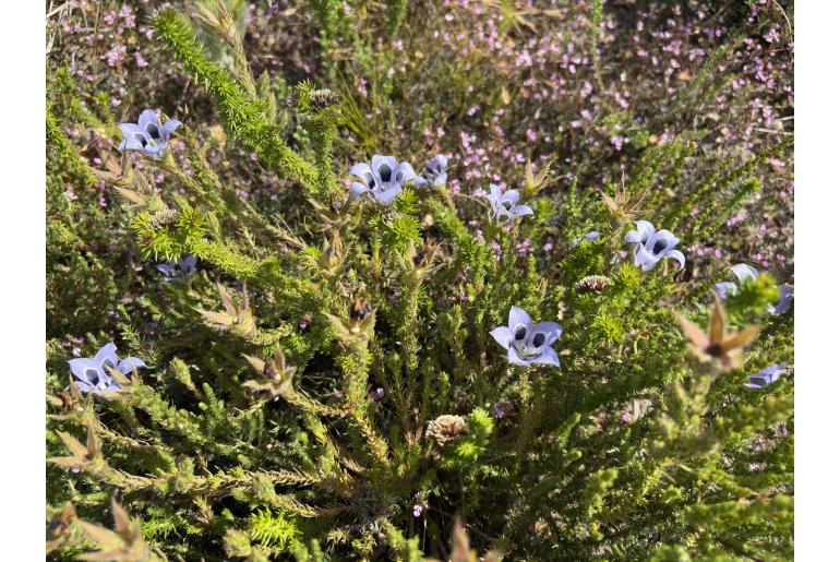 Roella ciliata&nbsp;4774