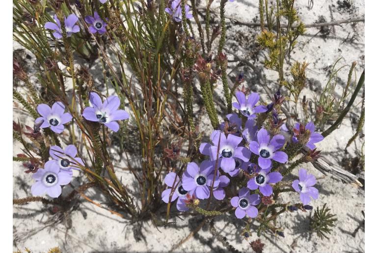 Roella triflora&nbsp;4775