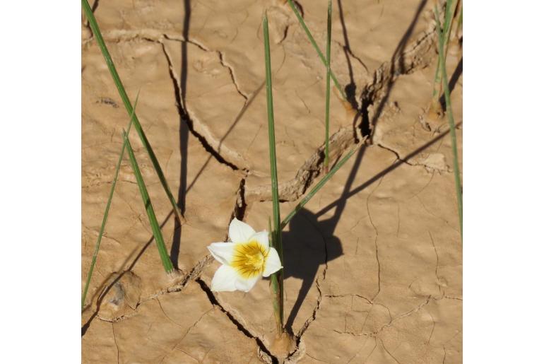 Romulea aquatica&nbsp;4776