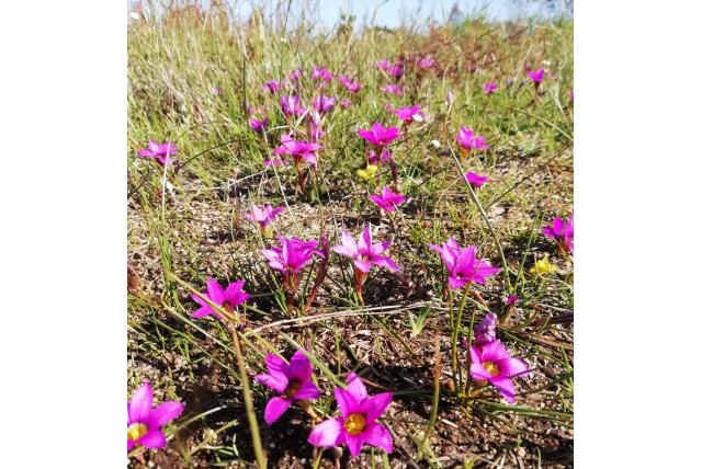 Kruisbladige romulea