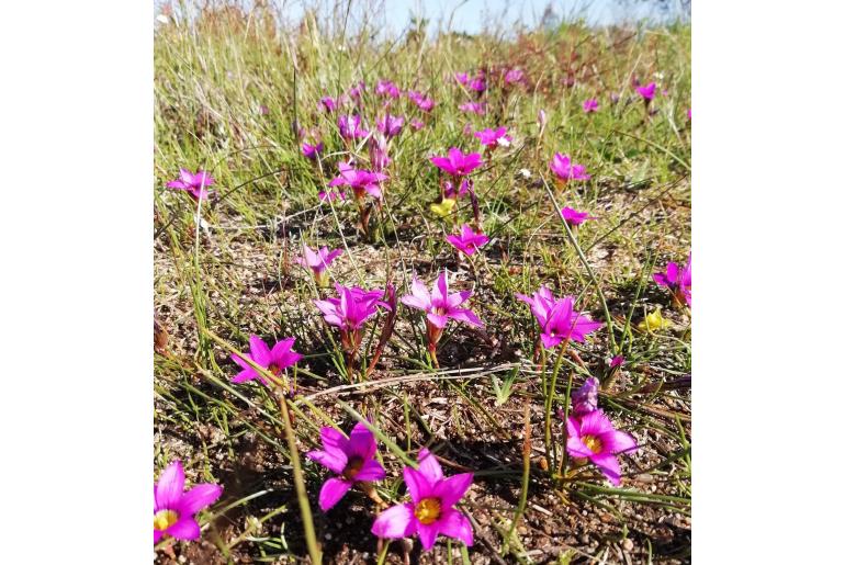 Romulea cruciata -4778