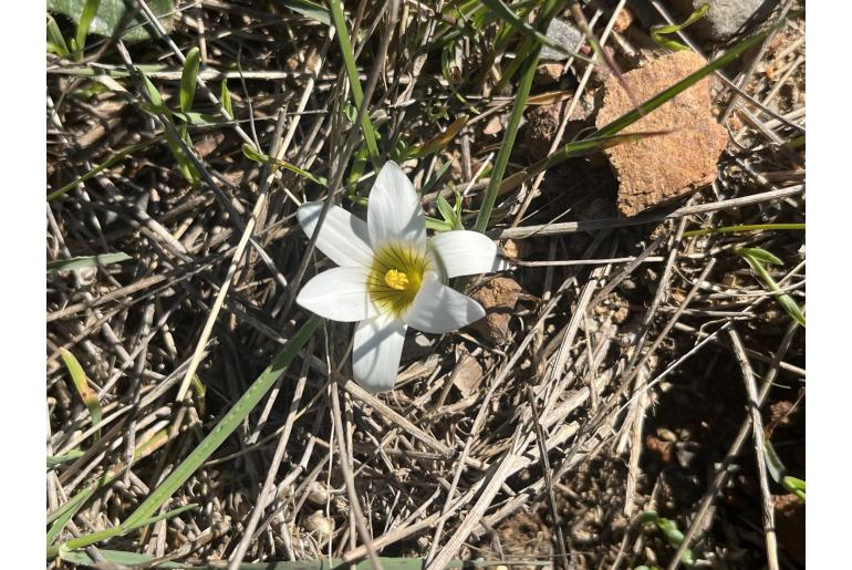 Romulea flava -4780