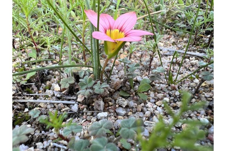 Romulea hirsuta -4782