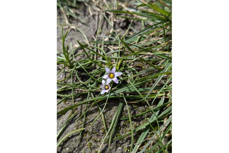 Romulea minutiflora -4783