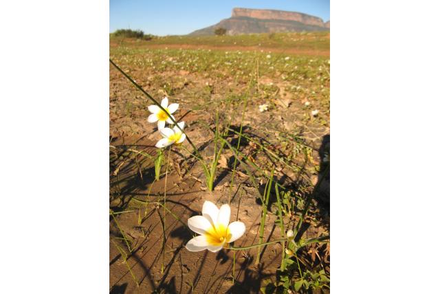 Zeer gegroefde romulea