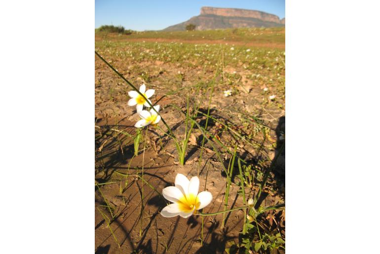 Romulea multisulcata -4785