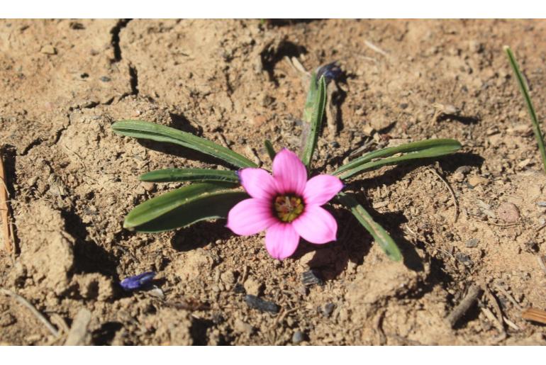 Romulea tetragona -4786