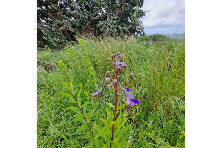 Rotheca myricoides&nbsp;4789