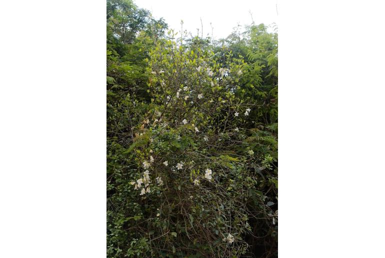 Rothmannia globosa&nbsp;4791