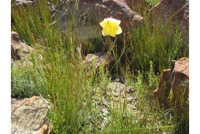 Pritzel's gladiolus Pritzel's gladiolus
