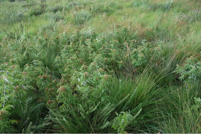 Rubus ludwigii&nbsp;4793