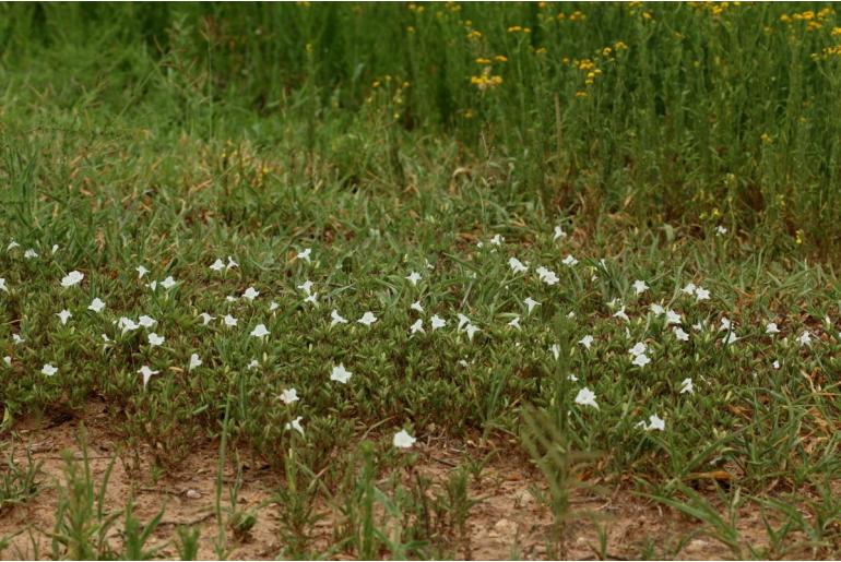 Ruellia patula&nbsp;4794