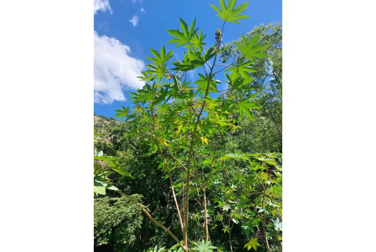 Ricinus communis Ricinus communis -4796