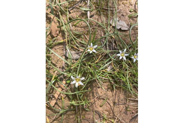 Kolom romulea Kolom romulea