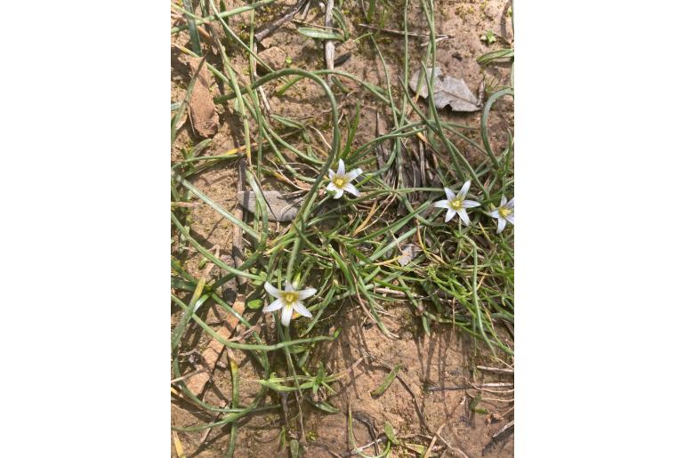 Romulea columnae -4798