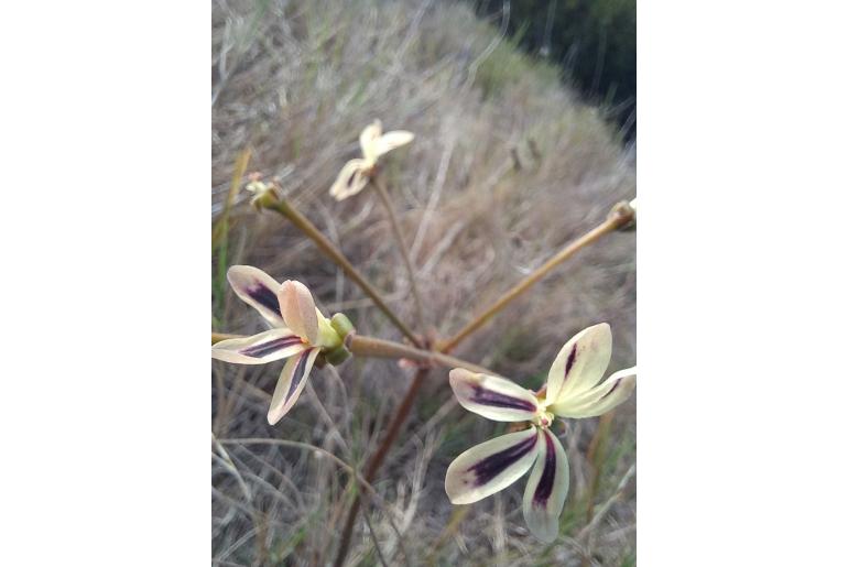 Pelargonium triste -4802
