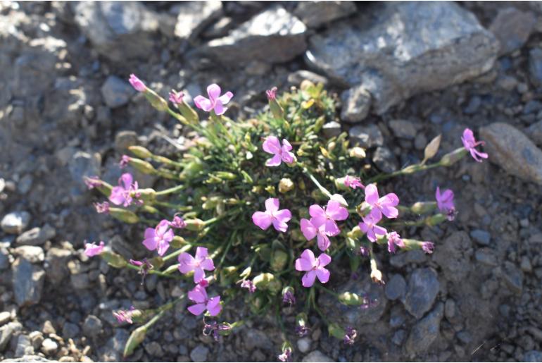 Dianthus pungens 4809