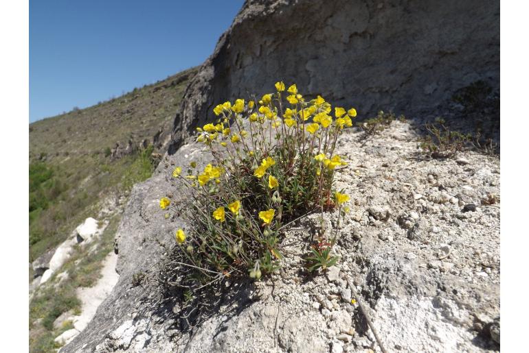 Helianthemum canum 4810