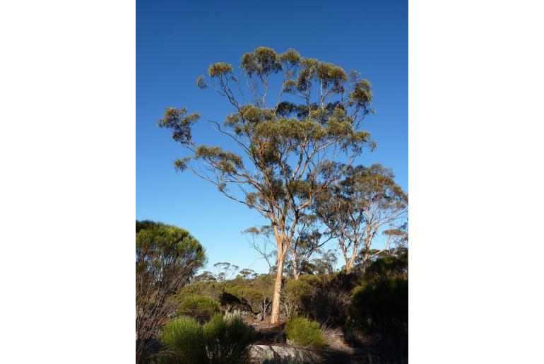 Eucalyptus optima 4816