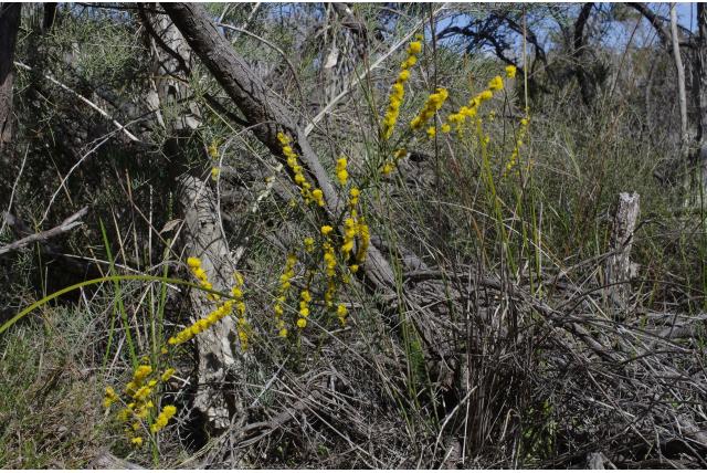 Gebogen acacia