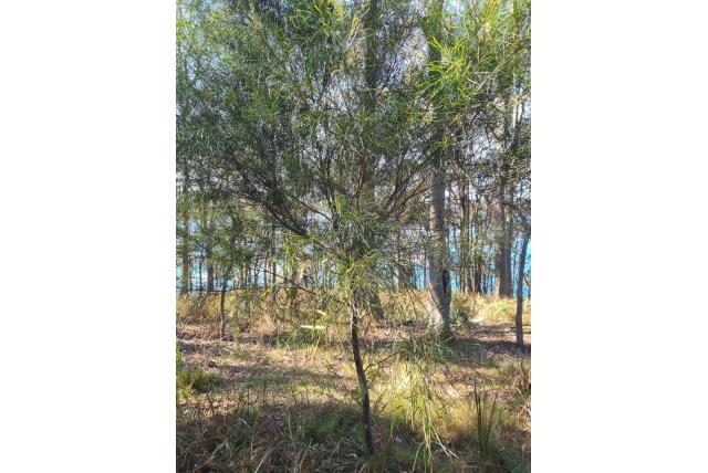 Langbladige acacia