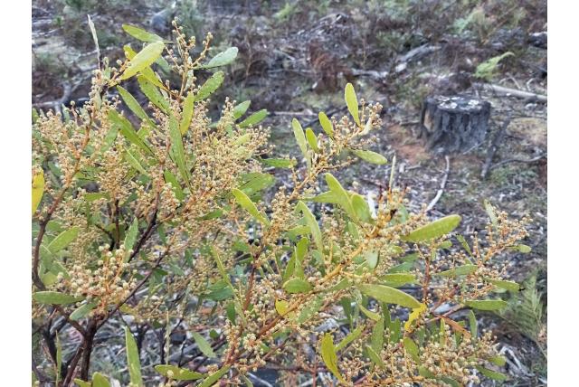 Stompblad acacia