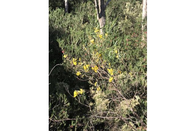 Haakblad acacia